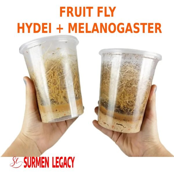 SURMEN LEGACY Freshly Started Wingless Drosophila Melanogaster
