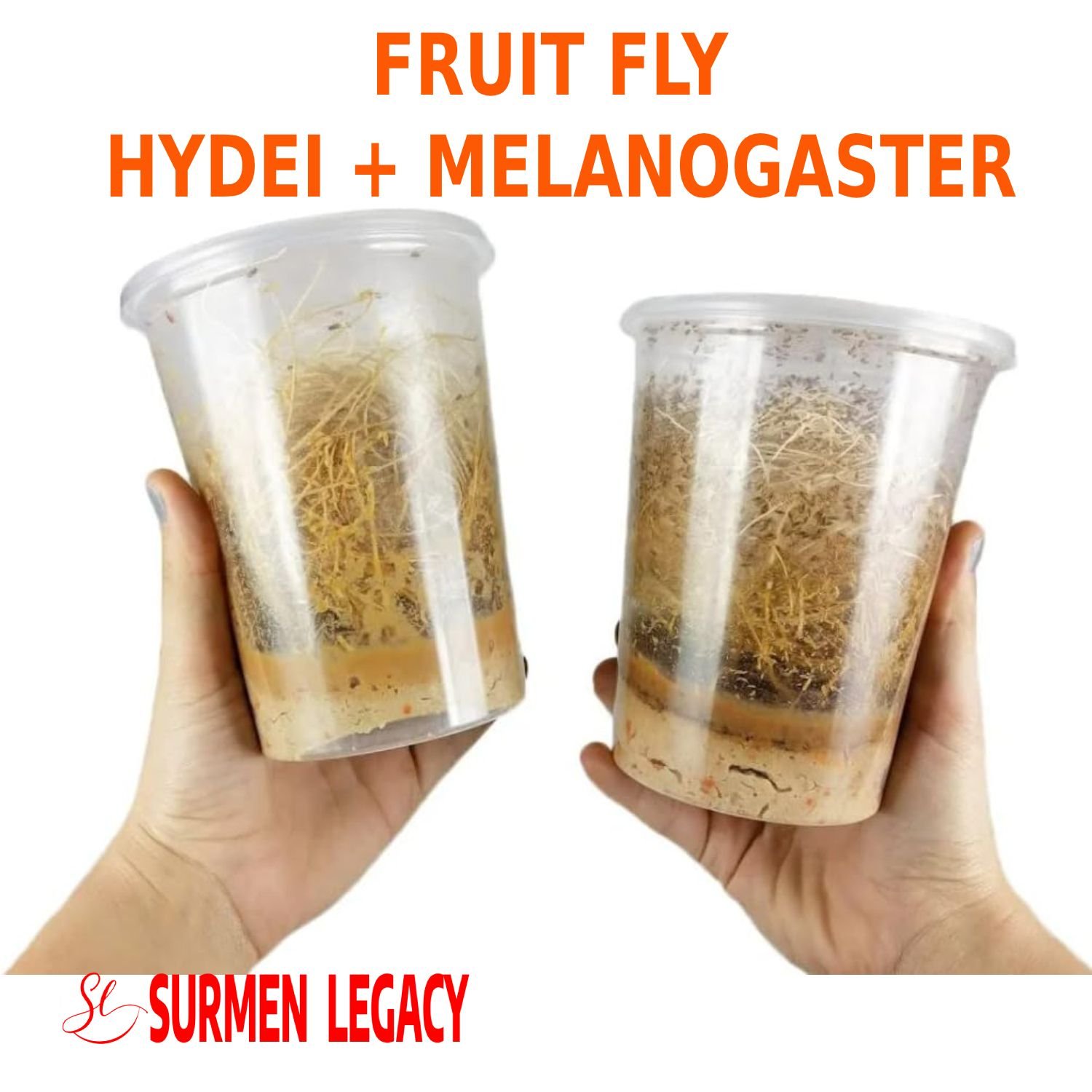 SURMEN LEGACY Freshly Started Wingless Drosophila Melanogaster ...