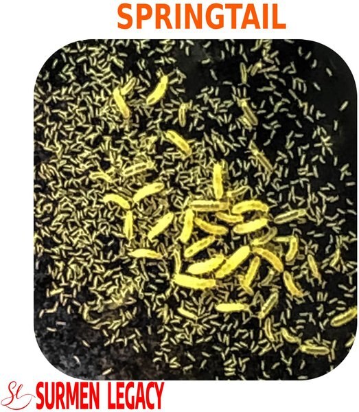 SURMEN LEGACY Isopod Specialist Live Established Springtail Culture Live Feed Reptile Food, 8-oz