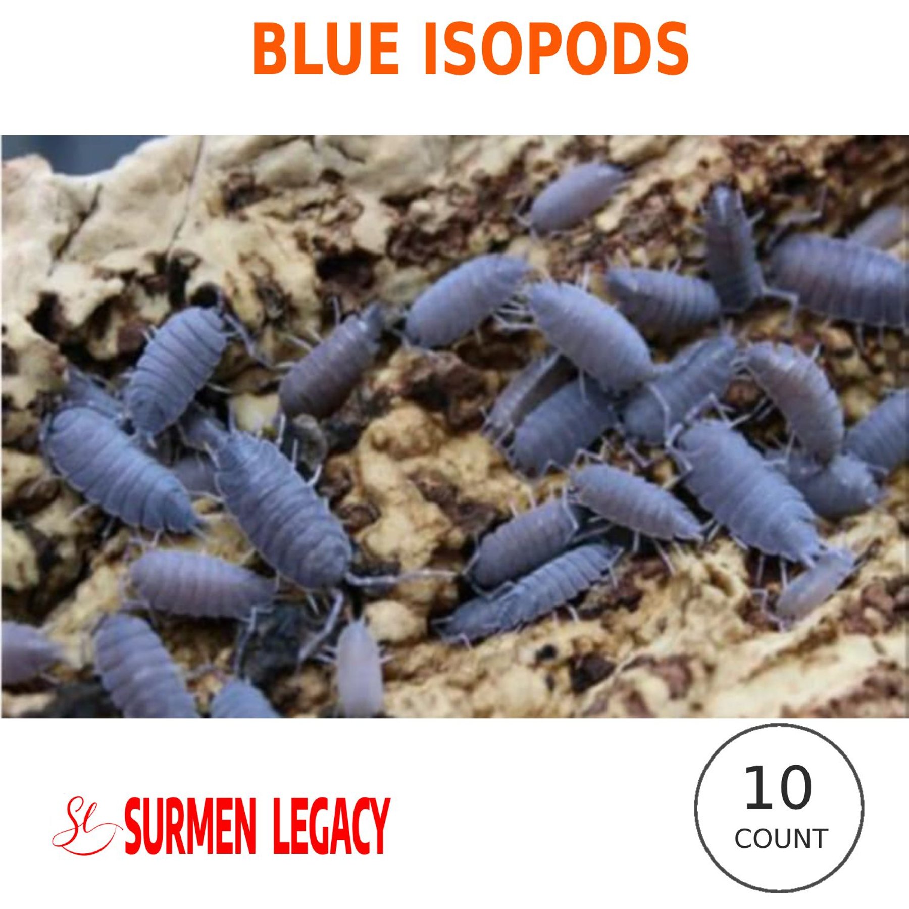 SURMEN LEGACY Powder Blue Isopods Live Feed Reptile Food, 10 count