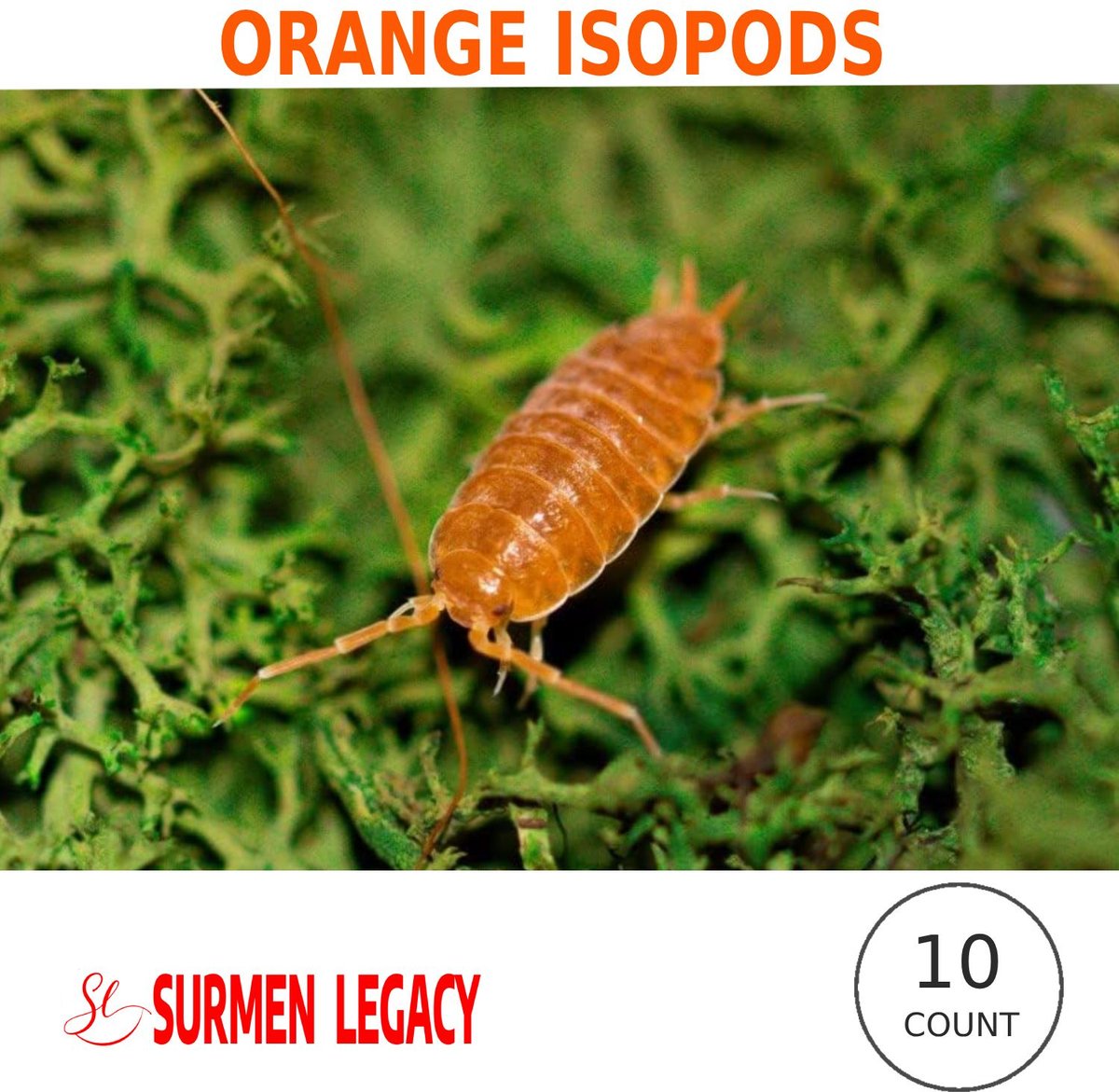 SURMEN LEGACY Powder Orange Isopods Live Feed Reptile Food, 10 count