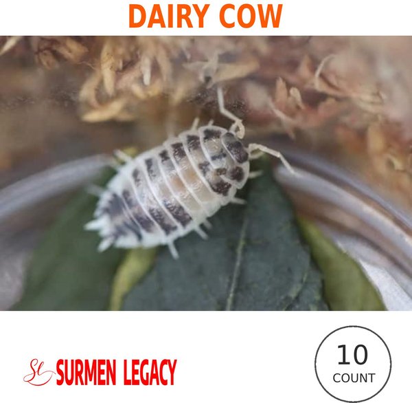 SURMEN LEGACY Dairy Cow Isopods Live Feed Reptile Food, 10 count