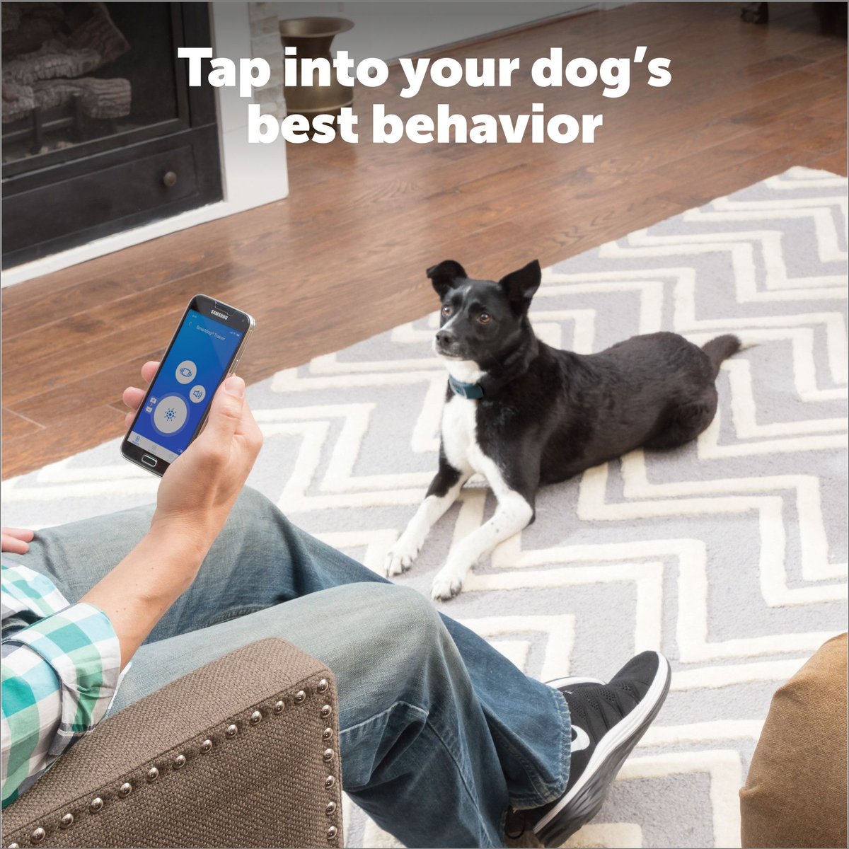 Smart dog hot sale trainer petsafe