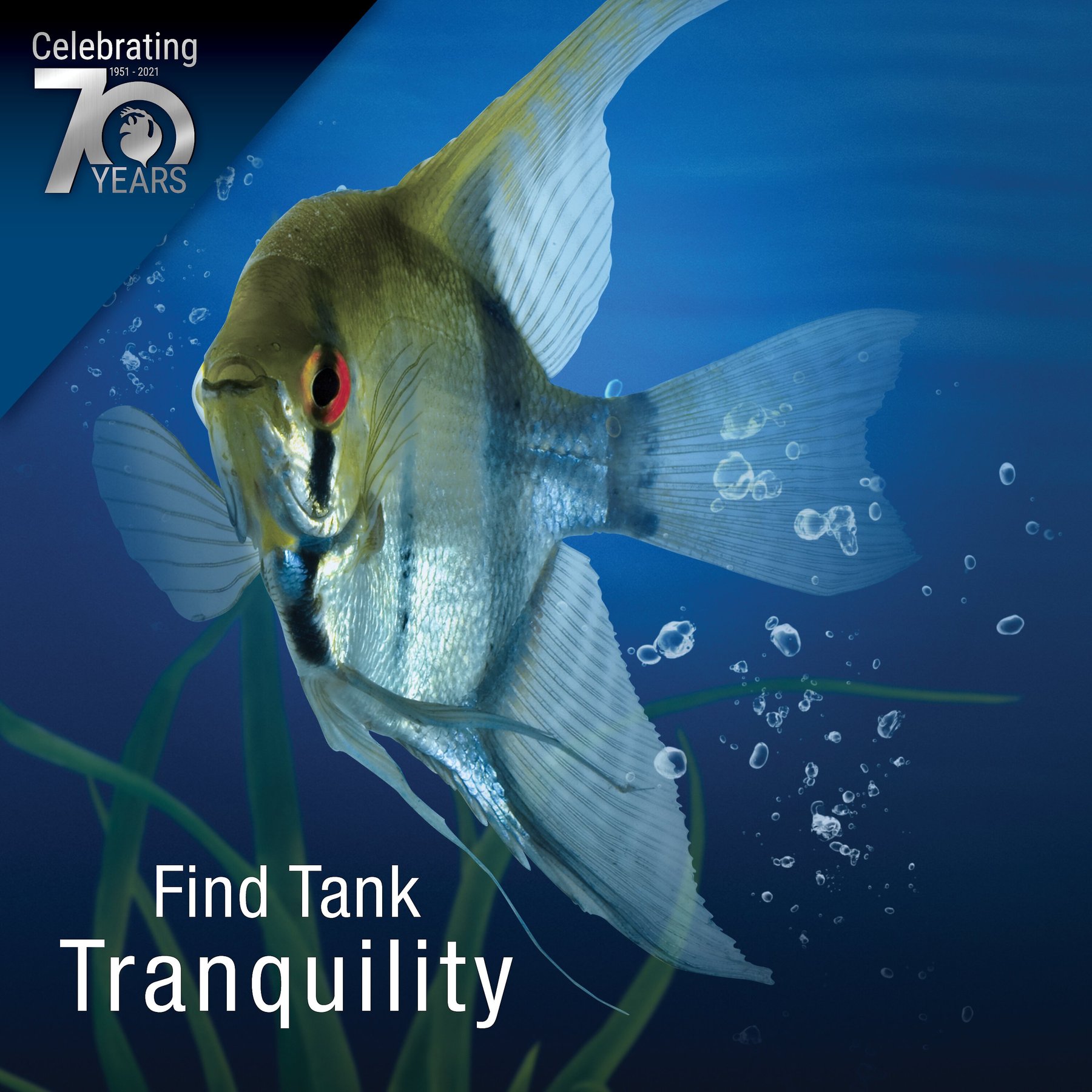 Tetra Whisper INTERNAL POWER FILTER 5-10 G Aquarium FISH REPTILES TURTLE Quiet 