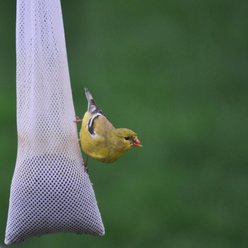 C&S Nyjer Sack Wild Bird Feeder, 8-oz slide 2 of 3