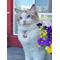 Show in main carousel: Platinum Pets Pawsitively Safe Pet Finder Tag for Cats, Pink slide 2 of 7