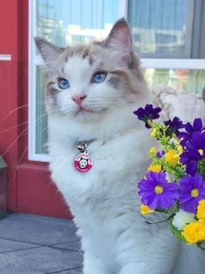 Show full view: Platinum Pets Pawsitively Safe Pet Finder Tag for Cats, Pink slide 2 of 7