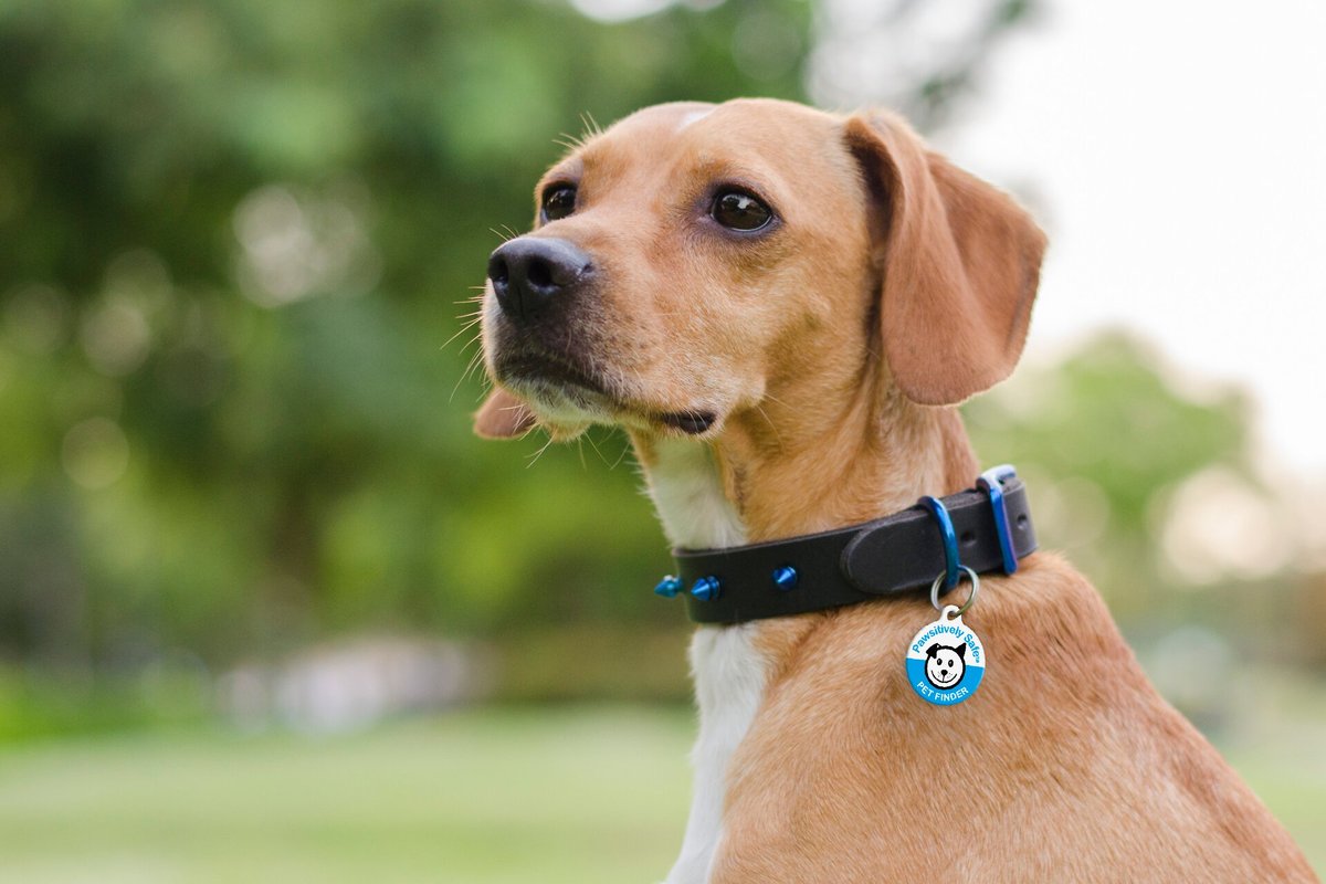 Pet hotsell finder collar