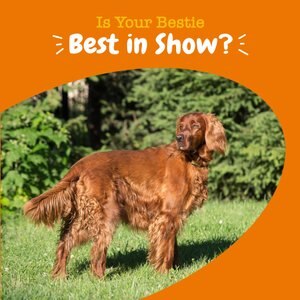 Show dog best sale coat supplements