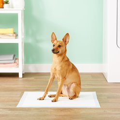 All-Absorb Super Absorbent Dog Training Pads, 22 x 23-in, 100 count, Unscented slide 2 of 4
