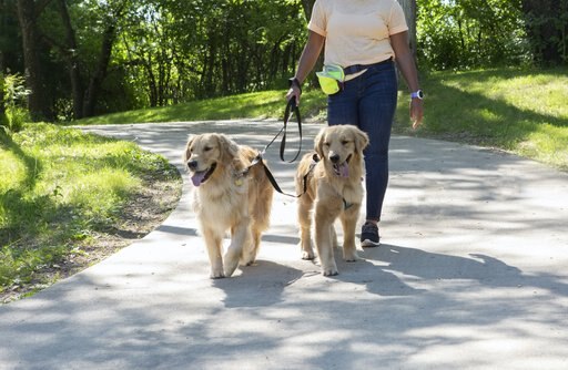 The 7 Best Double Dog Leashes for Walking Two Dogs at Once