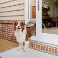 PetSafe Sliding Glass Pet Door, 2-Piece, Large