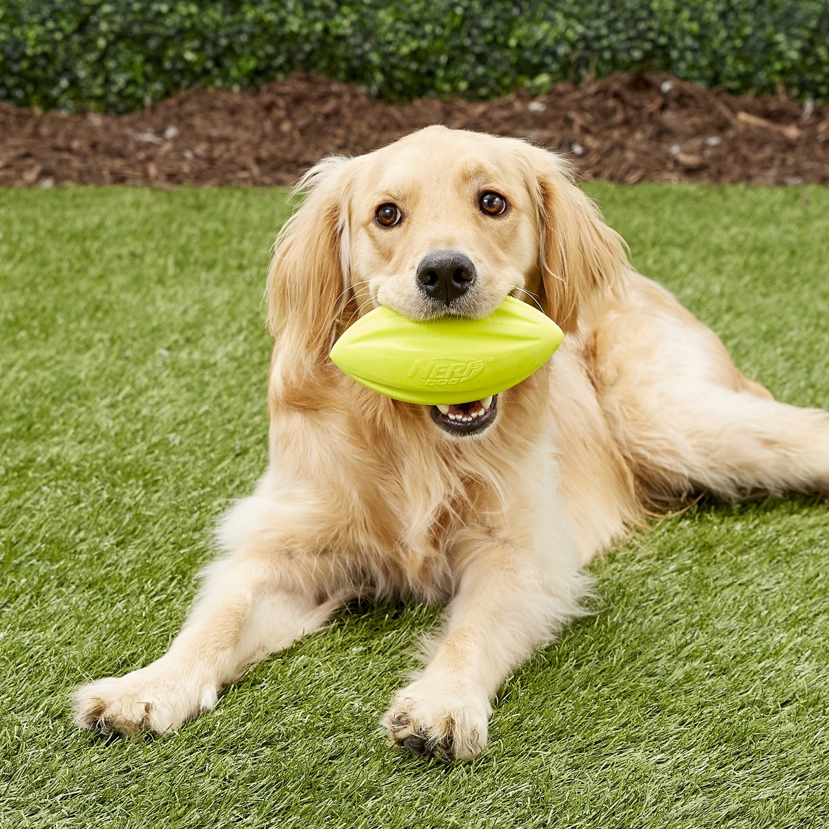 NERF DOG Squeaker Football Dog Toy