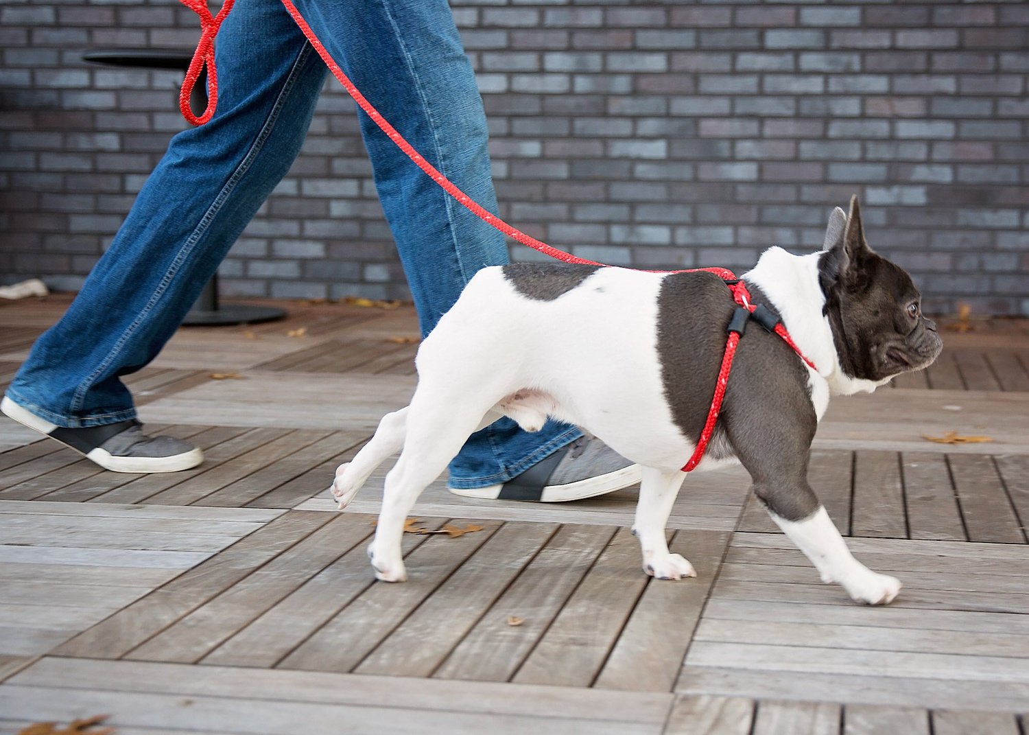 best rope leash