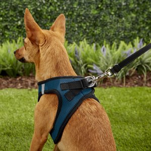 Best Pet Supplies Voyager Black Trim Mesh Dog Harness, Blue, Small