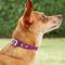 Show in main carousel: Red Dingo Vivid PVC Dog Collar, Purple, XX-Small: 8 to 10-in neck, 1/2-in wide slide 2 of 8