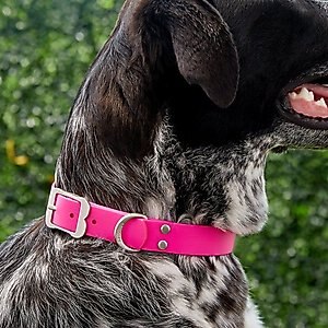Red Dingo Vivid PVC Dog Collar, Hot Pink, Large: 16 to 20-in neck, 1-in wide