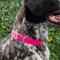Show in main carousel: Red Dingo Vivid PVC Dog Collar, Hot Pink, XX-Large: 22 to 26-in neck, 1-in wide slide 2 of 8