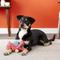 Show in main carousel: GoDog Dragons Chew Guard Squeaky Plush Dog Toy, Coral, Small slide 3 of 7