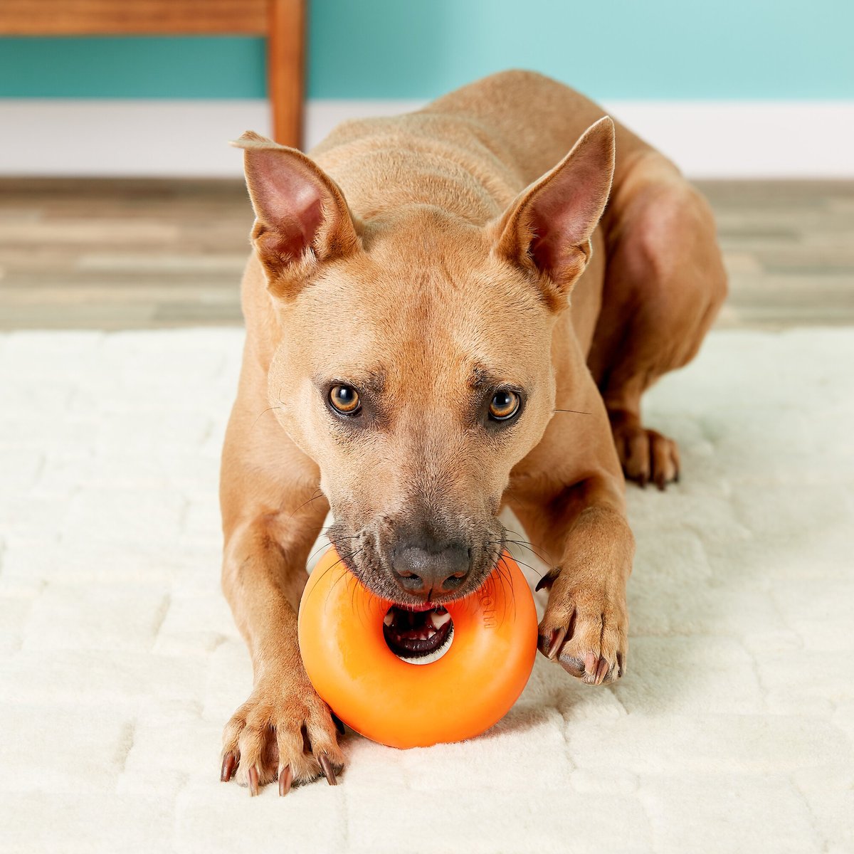 Goughnuts ring dog on sale toy