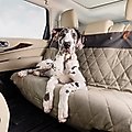 PetSafe Happy Ride Quilted Bench Car Seat Cover, Green, Standard