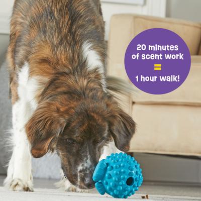 Show full view: Brightkins Pufferfish Tough & Tumble Treat Dispenser Dog Toy, Large, Blue slide 6 of 9