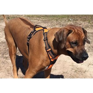 Chai's Choice Premium Outdoor Adventure 3M Polyester Reflective Front Clip Dog Harness, Orange, Large: 27 to 32-in chest