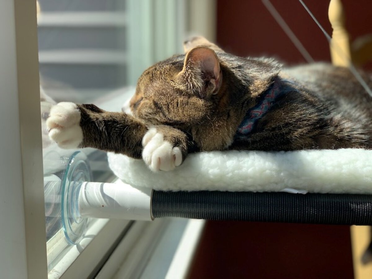 Kitty cot cat store perch