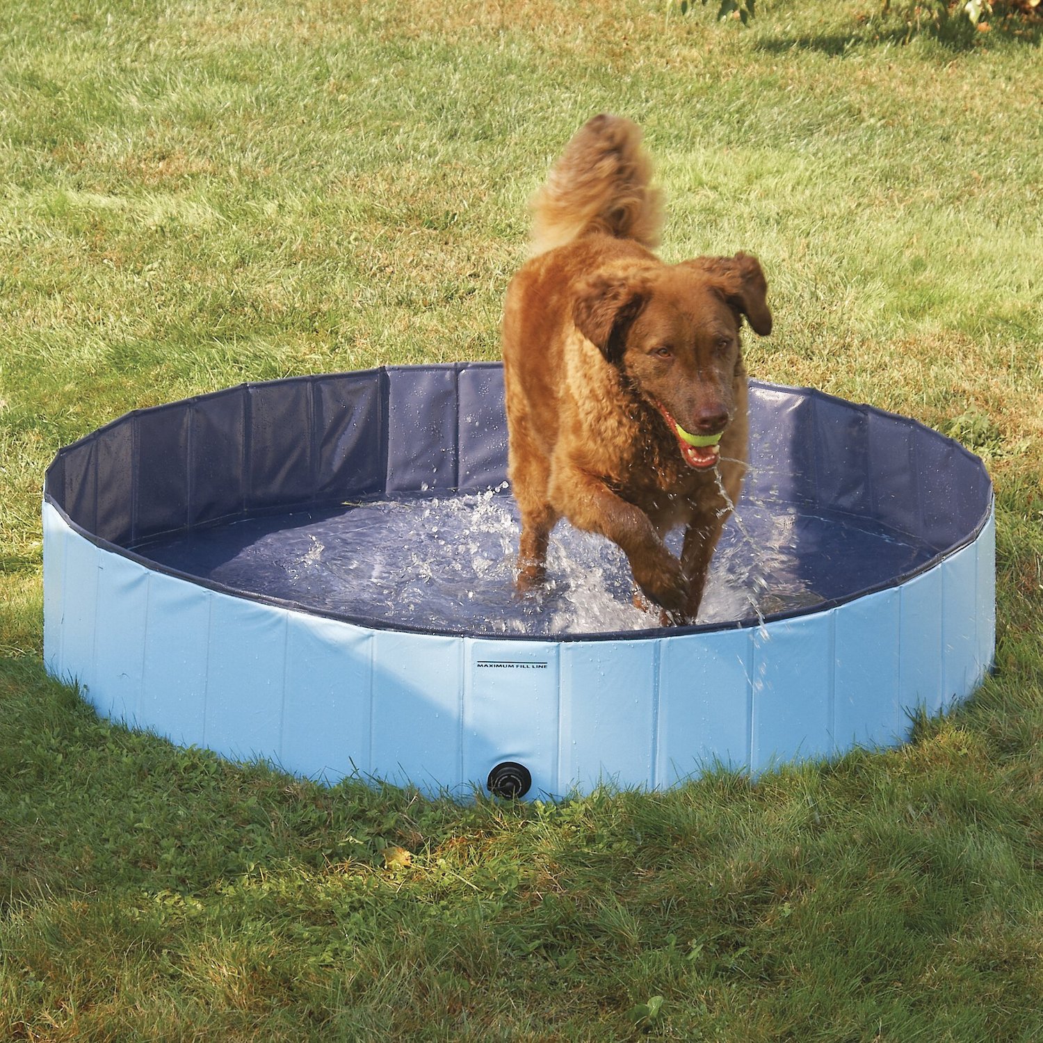 Участок для купания. Бассейн для собак Cooling-Pool 120х30см. Бассейн для собаки на даче. Емкость для купания собак на даче. Пластиковый бассейн для собак.