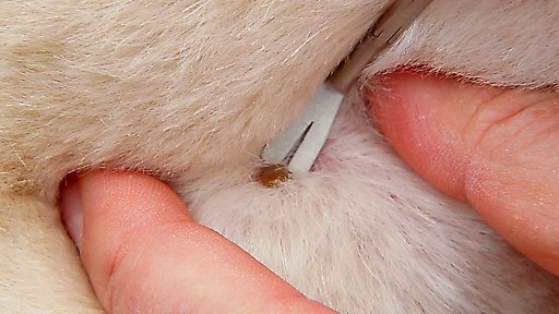 TickEase Tick Removal Tweezer Tool