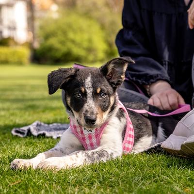 Show full view: Curli Clasp Vest Air-Mesh Reflective Dog Harness & Leash, Pink, XXX-Small: 10.5 to 11.8-in chest slide 7 of 11
