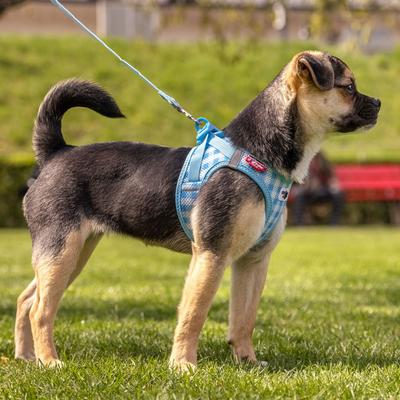 Show full view: Curli Clasp Vest Air-Mesh Reflective Dog Harness & Leash, Pink, XXX-Small: 10.5 to 11.8-in chest slide 10 of 11