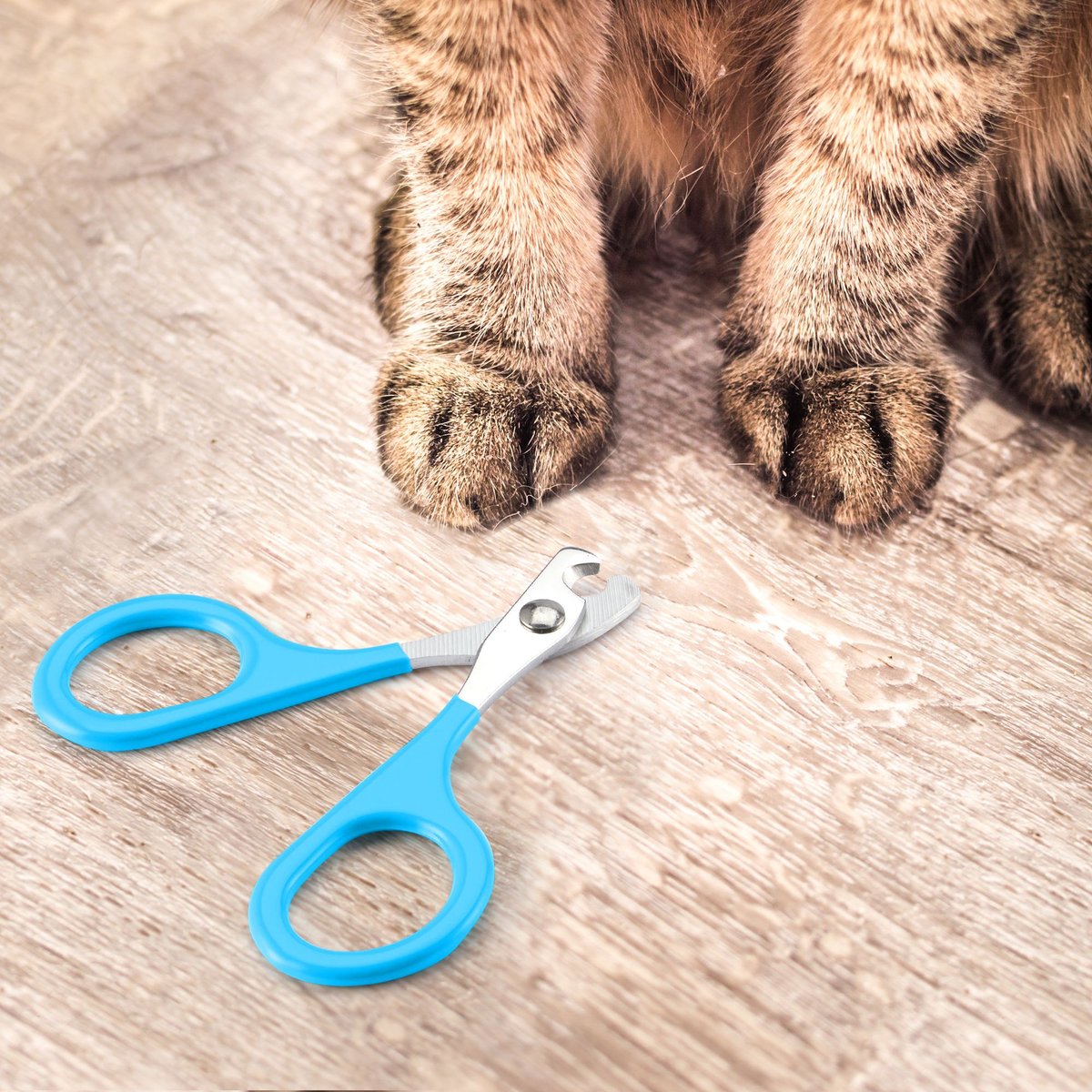 Amazon.com : Mr. Pen- Cat Nail Clipper, Kitten Nail Trimmers, Pet Nail  Cutter : Pet Supplies
