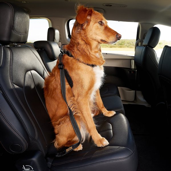 Mighty Paw Dog Vehicle Safety Belt, Black/Orange slide 1 of 8