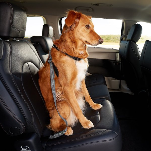 Mighty Paw Dog Vehicle Safety Belt, Grey/Green slide 1 of 8