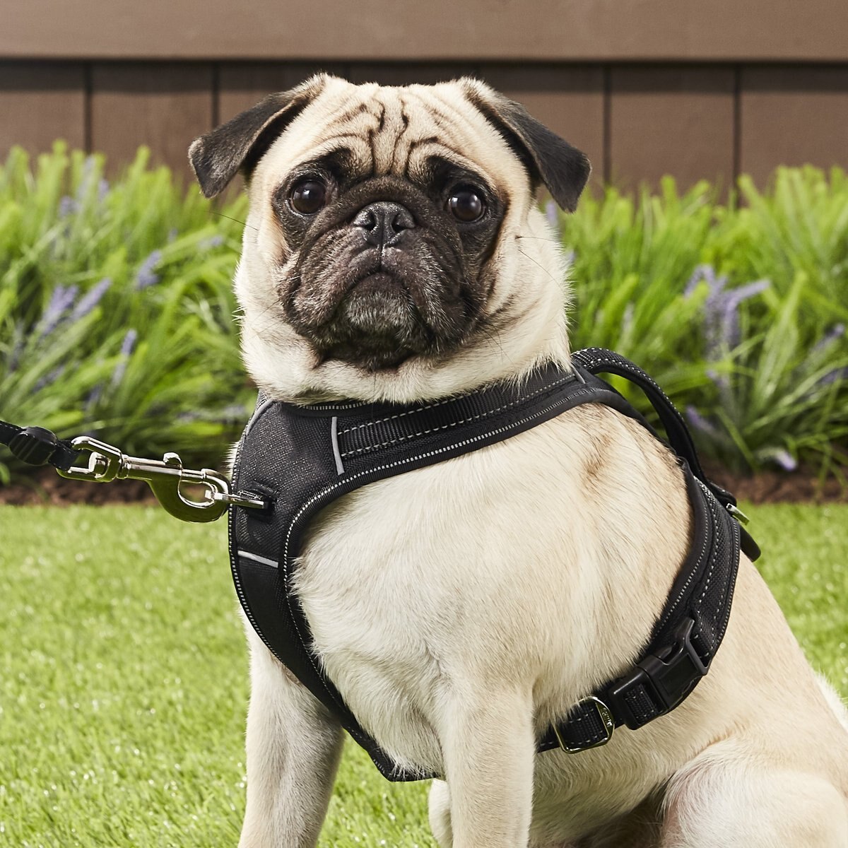 Mighty paw padded shop sports dog harness