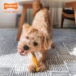 Nylabone DuraChew Flavor Frenzy Meat Supreme Pizza Flavored Bumpy Bone Dog Toy