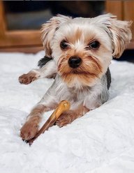 Nylabone Power Chew Flavor Frenzy Durable Dog Chew Toys Twin Pack Bacon Cheeseburger & Apple Pie, Small slide 2 of 9