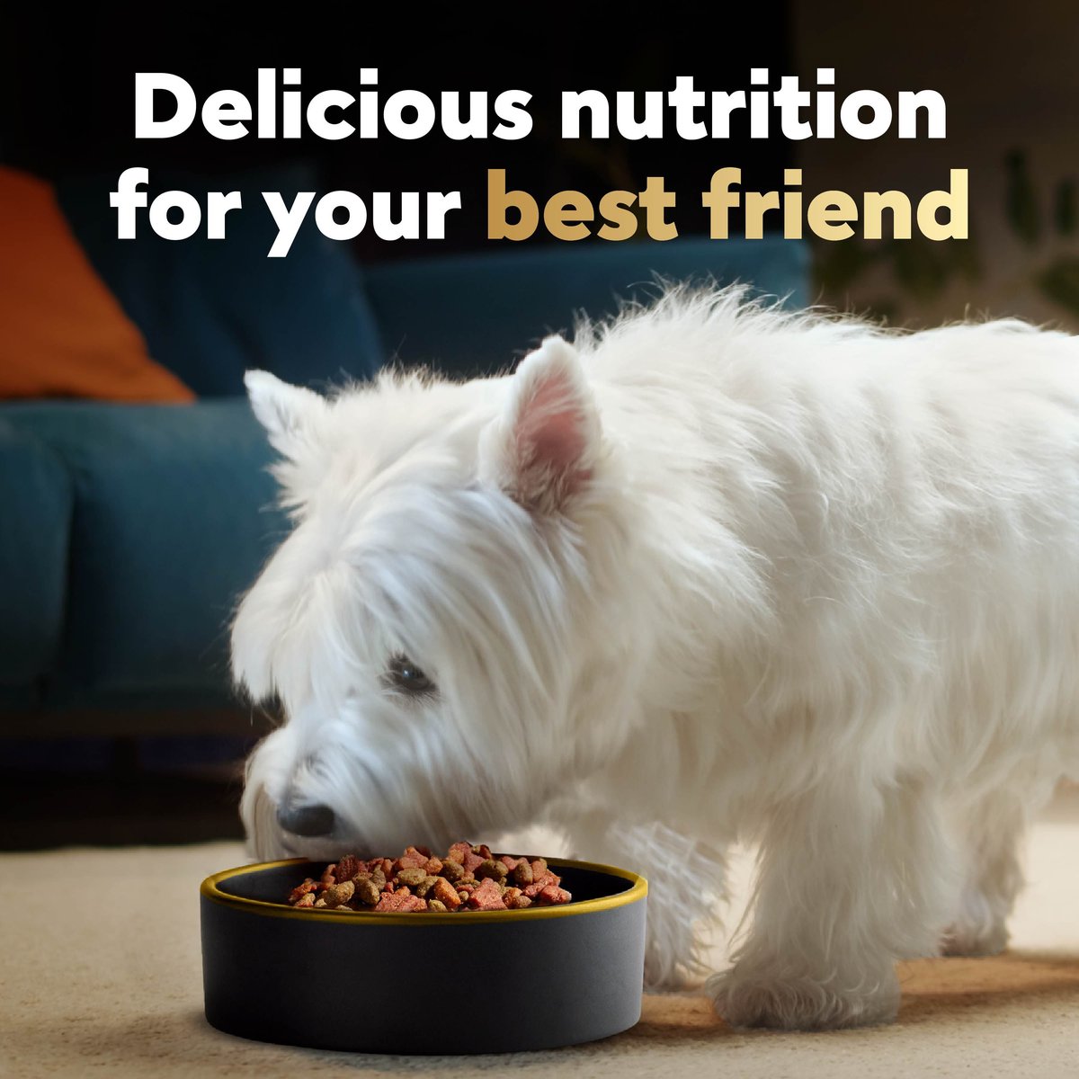 Cesar dry dog clearance food filet mignon