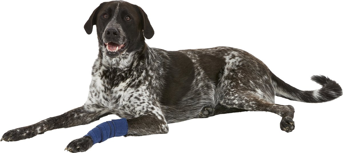 HEALERS Leg Bandage Wrap with Gauze Pads for Dogs, Medium 