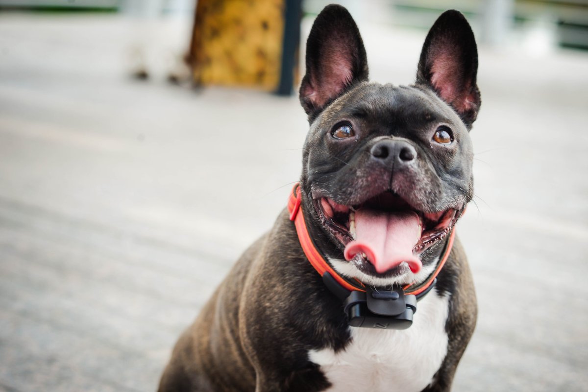 The nuzzle gps clearance collar