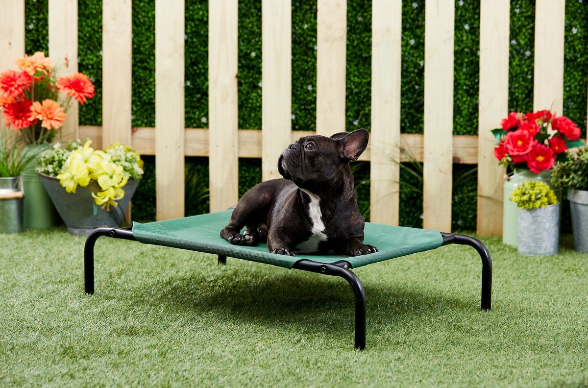 FRISCO SteelFramed Elevated Dog Bed, Green, Small