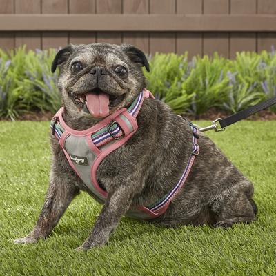 Show full view: Blueberry Pet 3M Multi-Colored Stripe Mesh Reflective Back Clip Dog Harness, Emerald & Orchid, Small: 17.5 to 21-in chest slide 5 of 11