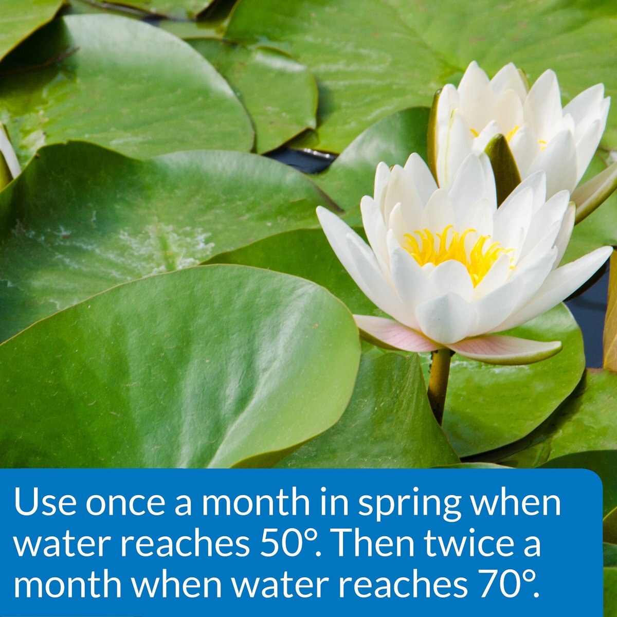 API Pond Aquatic Plant Food Tablets, 25 count