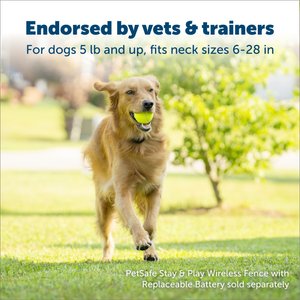 Best Wireless Dog Fences 2024 - Forbes Vetted