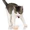 Show in main carousel: X- Hartz Delectables Chowder Tuna & Whitefish Lickable Cat Treat, 1.4-oz, case of 12 slide 4 of 9