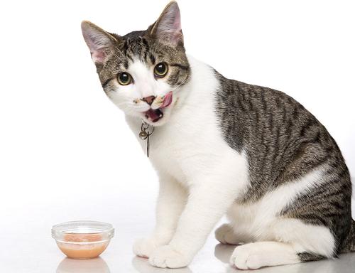 Show full view: X- Hartz Delectables Chowder Tuna & Whitefish Lickable Cat Treat, 1.4-oz, case of 12 slide 5 of 9