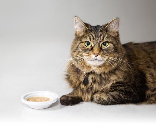 Show full view: X- Hartz Delectables Chowder Tuna & Whitefish Lickable Cat Treat, 1.4-oz, case of 12 slide 6 of 9