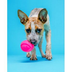 Hartz Dura Play Ball Squeaky Latex Dog Toy, Color Varies, Medium