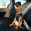 EzyDog Drive Dog Car Harness, Small